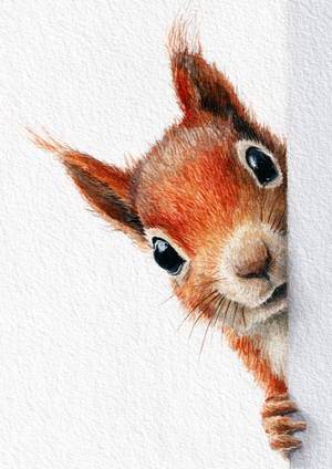 Poster - Peek a boo ekorre