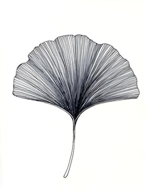 Poster - Ginkgoblad i tusch