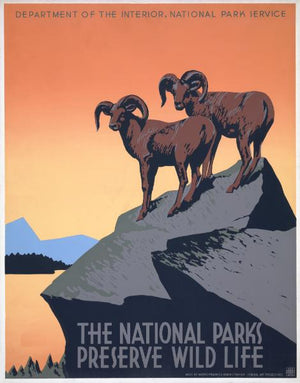 Poster - National Park Wild life
